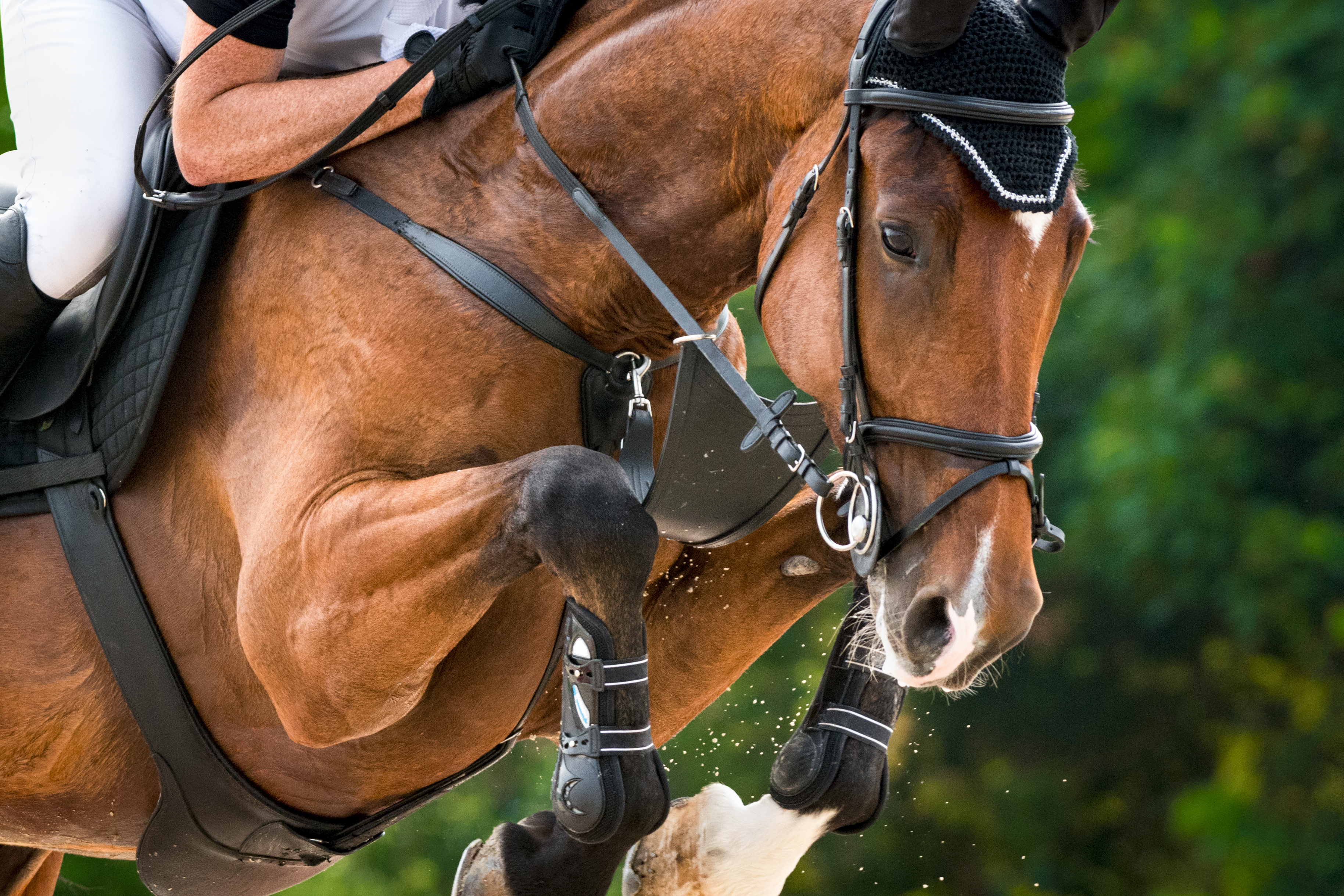 Case study: Stronger cover and better terms for a leading equine association in just five days