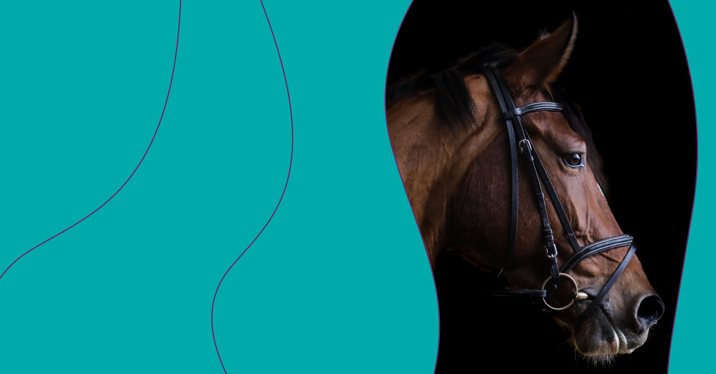 What's happening beneath the surface of the Irish Equine Liability market?